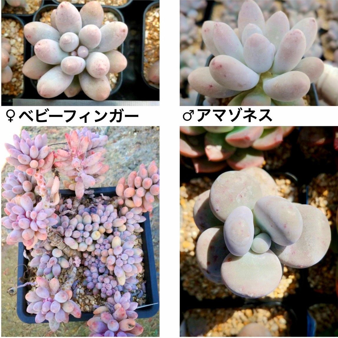 サン"サン"サン San"San"San - 多肉植物の通販 tawawa