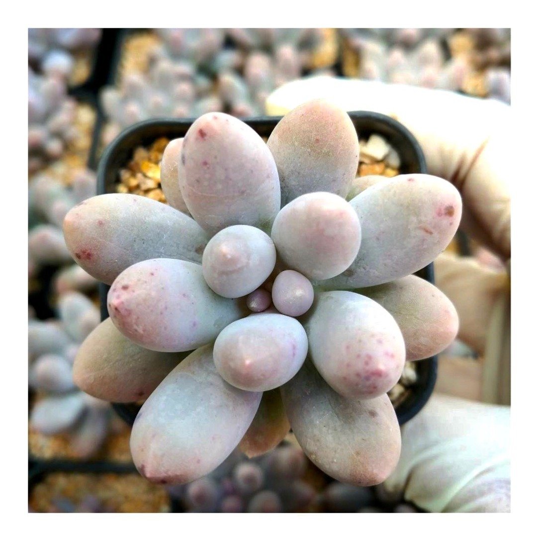 サン"サン"サン San"San"San - 多肉植物の通販 tawawa