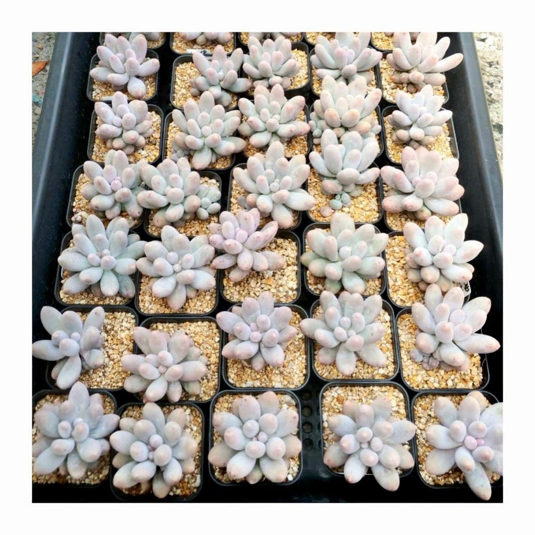サン"サン"サン San"San"San - 多肉植物の通販 tawawa