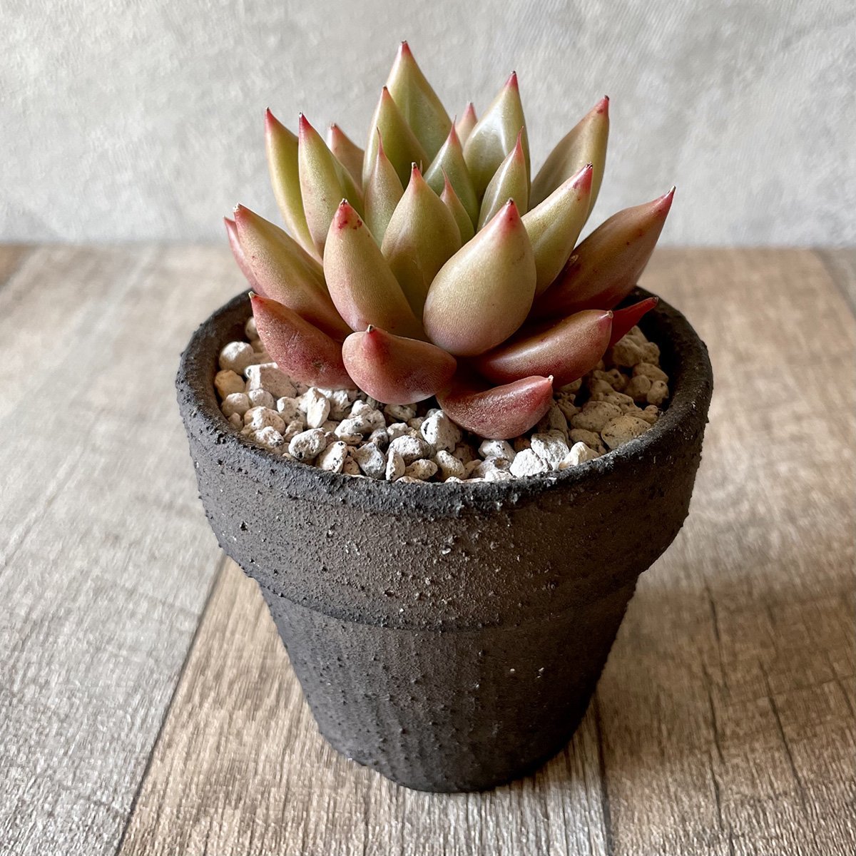 *新入荷* シャイキ Shaiki - 多肉植物の通販・販売サイト tawawa