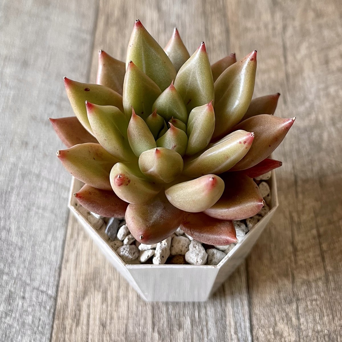 *新入荷* シャイキ Shaiki - 多肉植物の通販・販売サイト tawawa