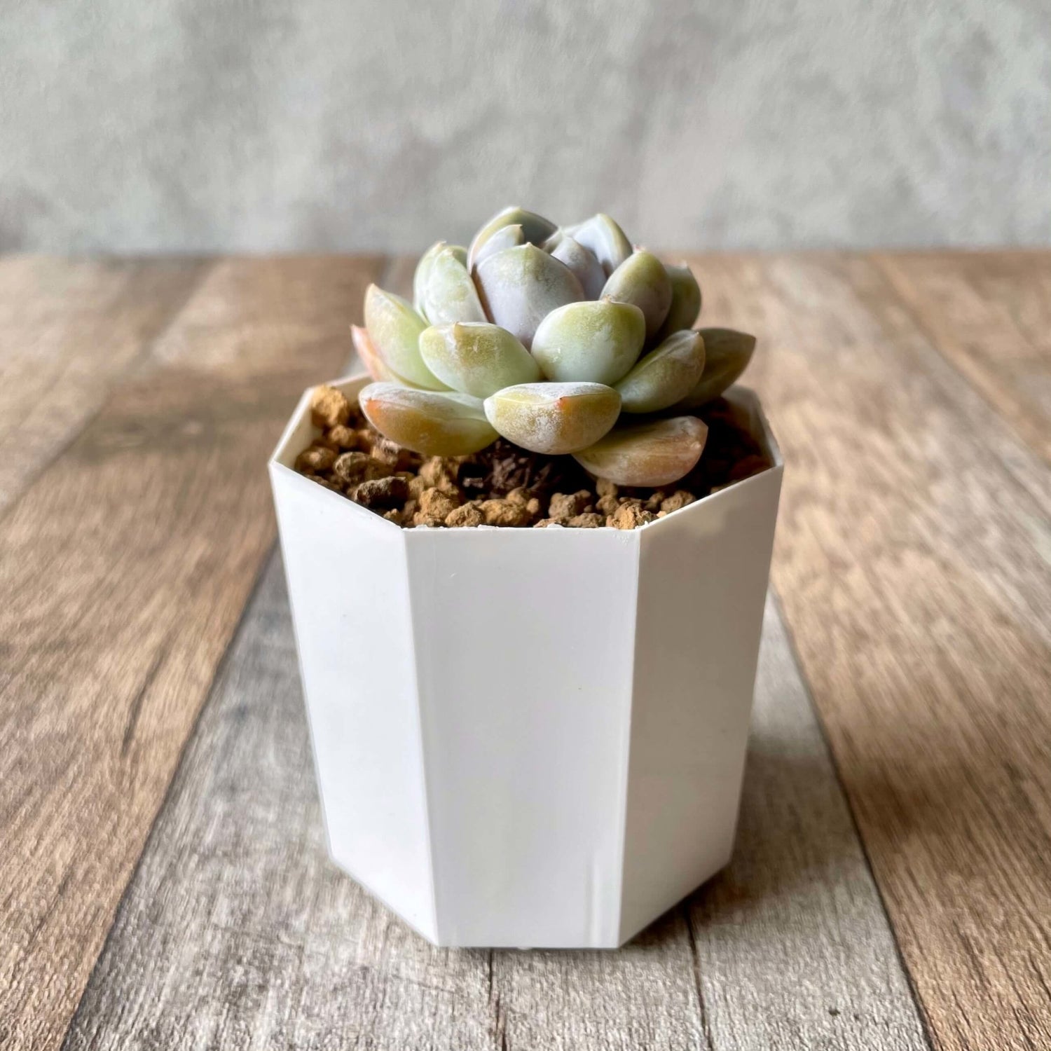 スノーバニー Snow Bunny - 多肉植物の通販 tawawa