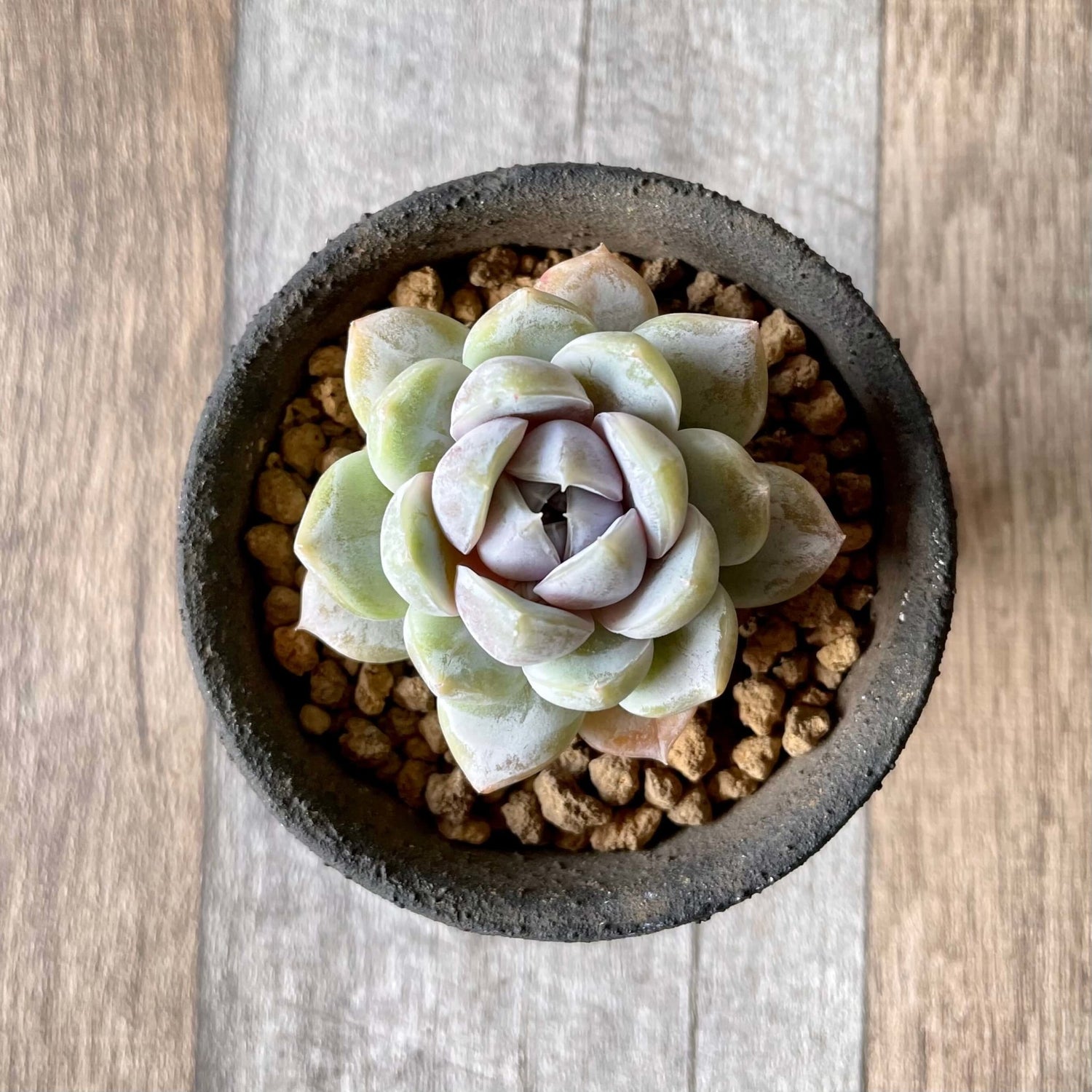 スノーバニー Snow Bunny - 多肉植物の通販 tawawa