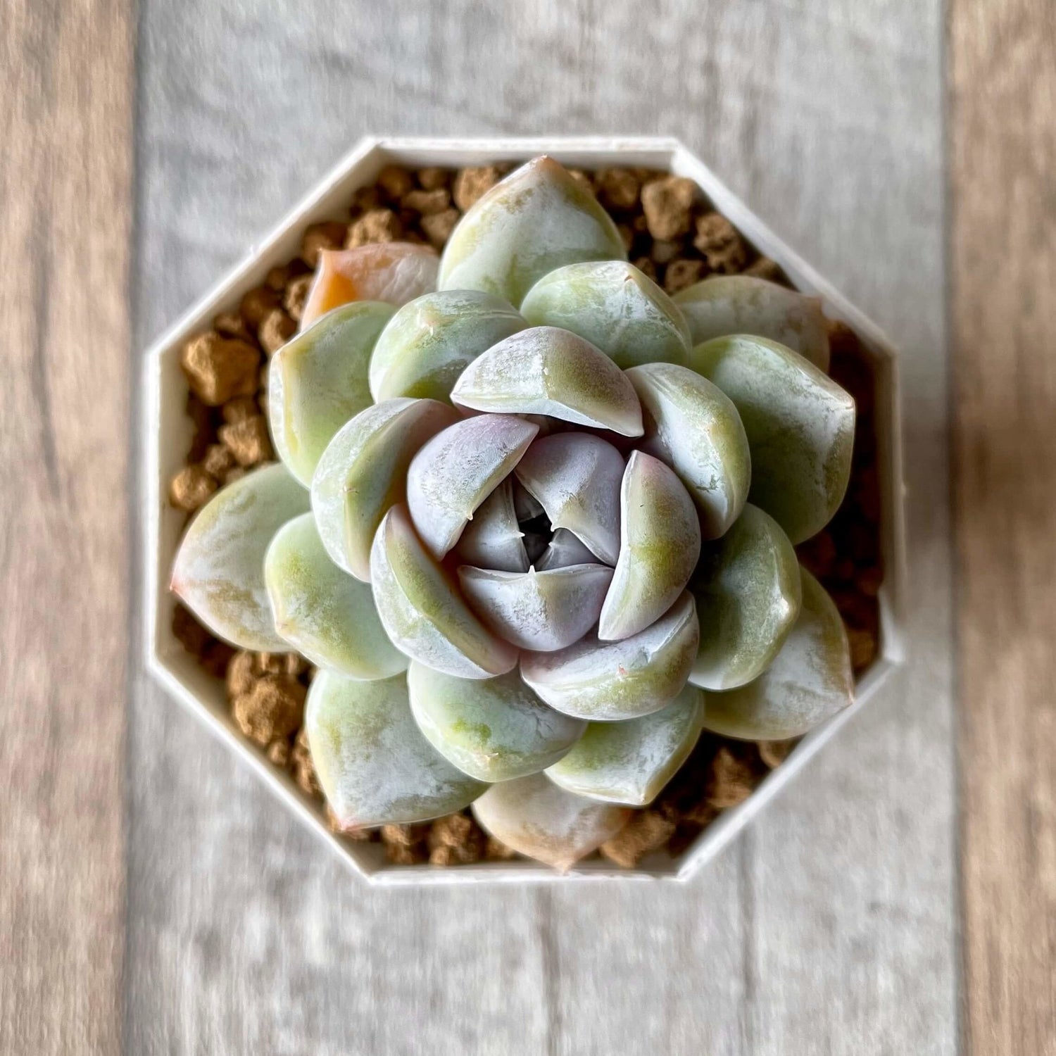 スノーバニー Snow Bunny - 多肉植物の通販 tawawa