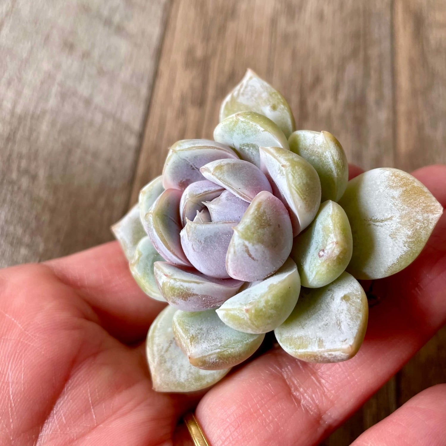 スノーバニー Snow Bunny - 多肉植物の通販 tawawa