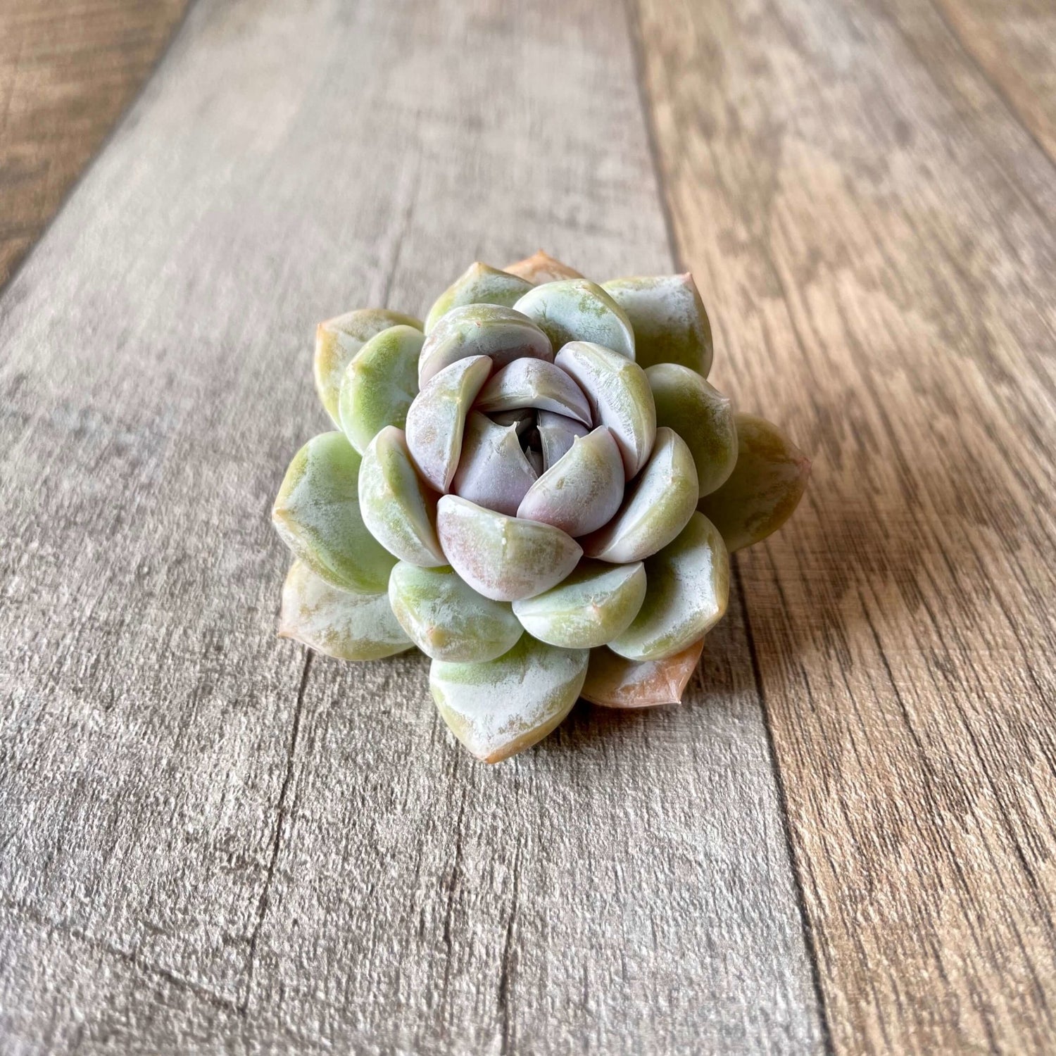 スノーバニー Snow Bunny - 多肉植物の通販 tawawa