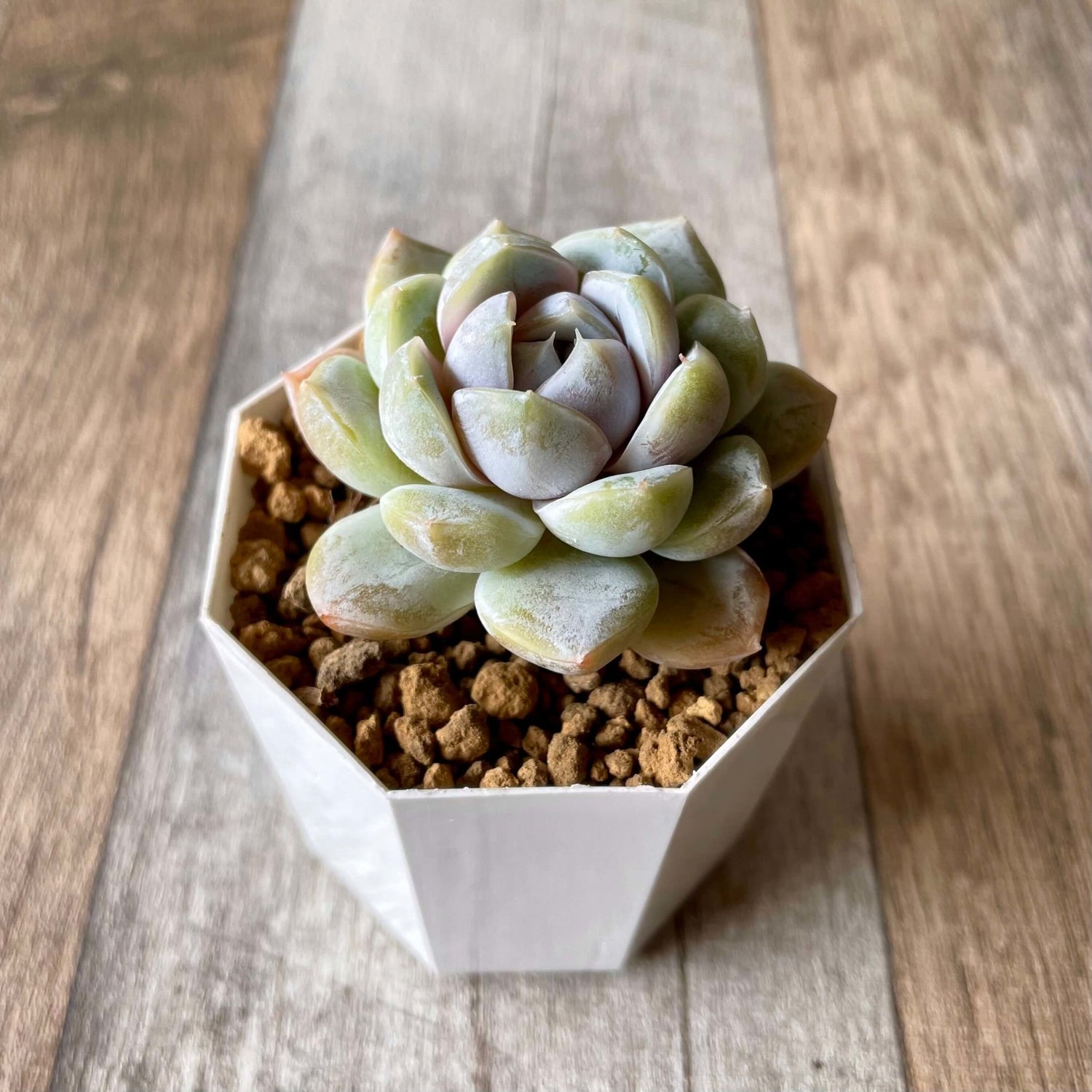 スノーバニー Snow Bunny - 多肉植物の通販 tawawa