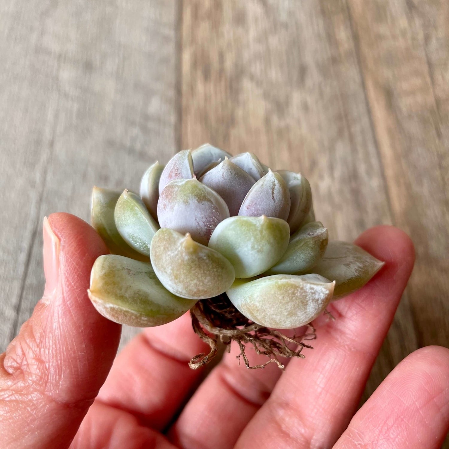 スノーバニー Snow Bunny - 多肉植物の通販 tawawa