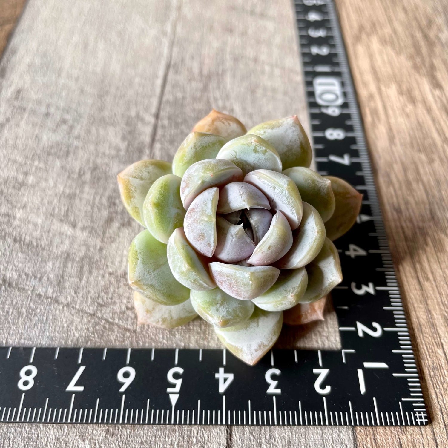 スノーバニー Snow Bunny - 多肉植物の通販 tawawa