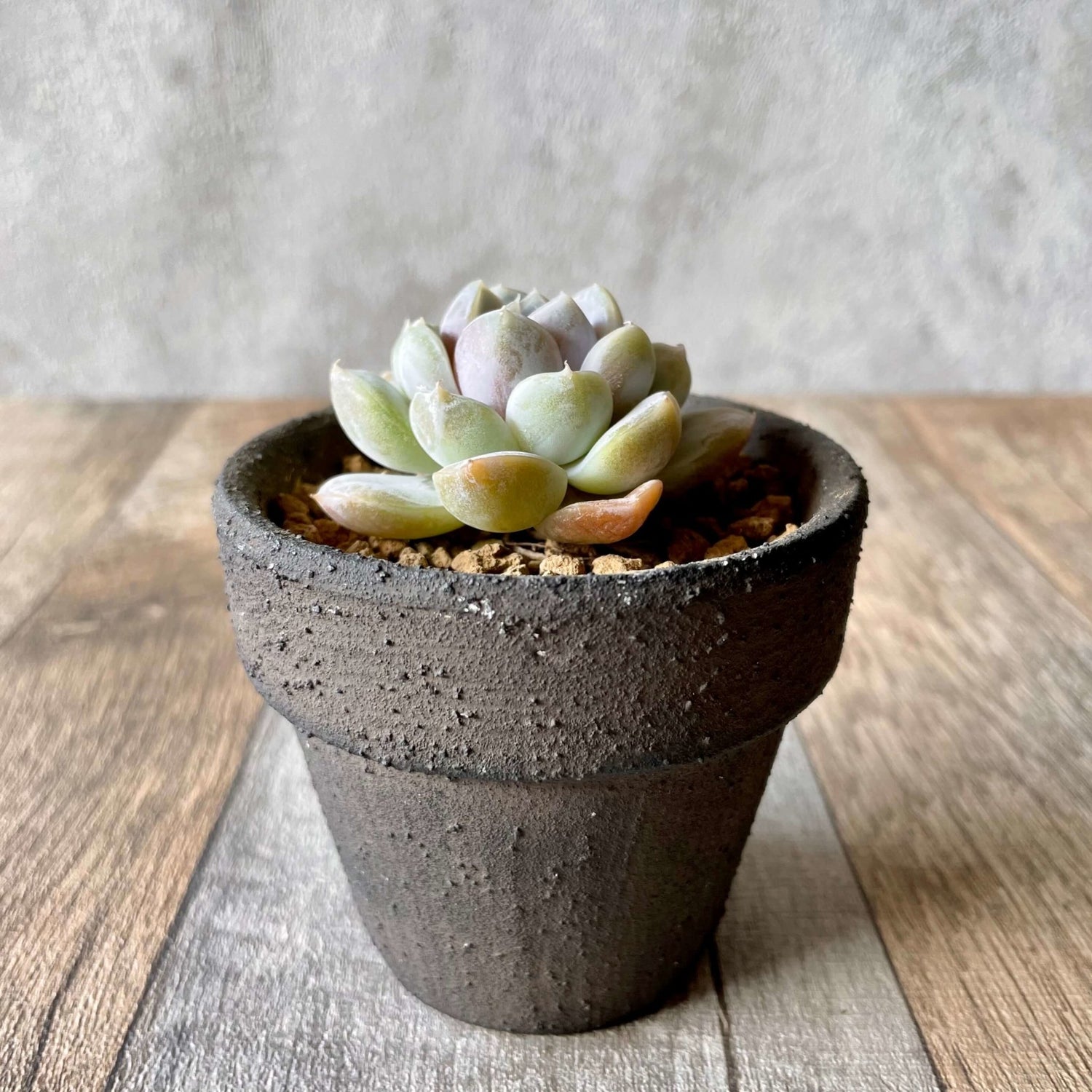 スノーバニー Snow Bunny - 多肉植物の通販 tawawa