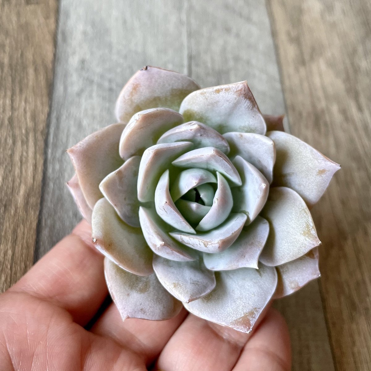 スアベオレンス suaveolens - 多肉植物の通販 tawawa