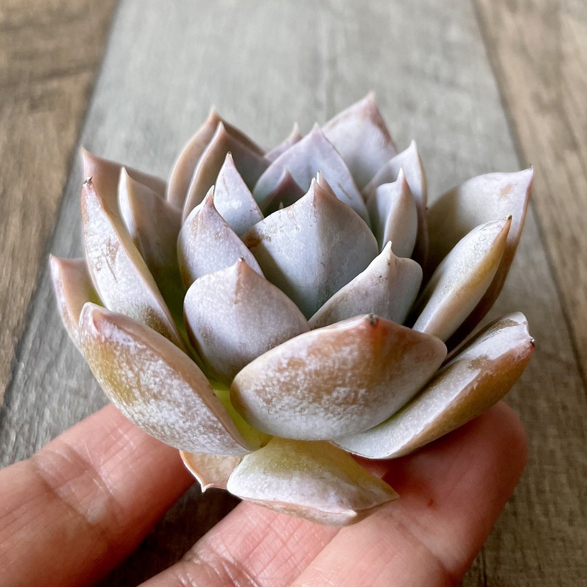 スアベオレンス suaveolens - 多肉植物の通販 tawawa