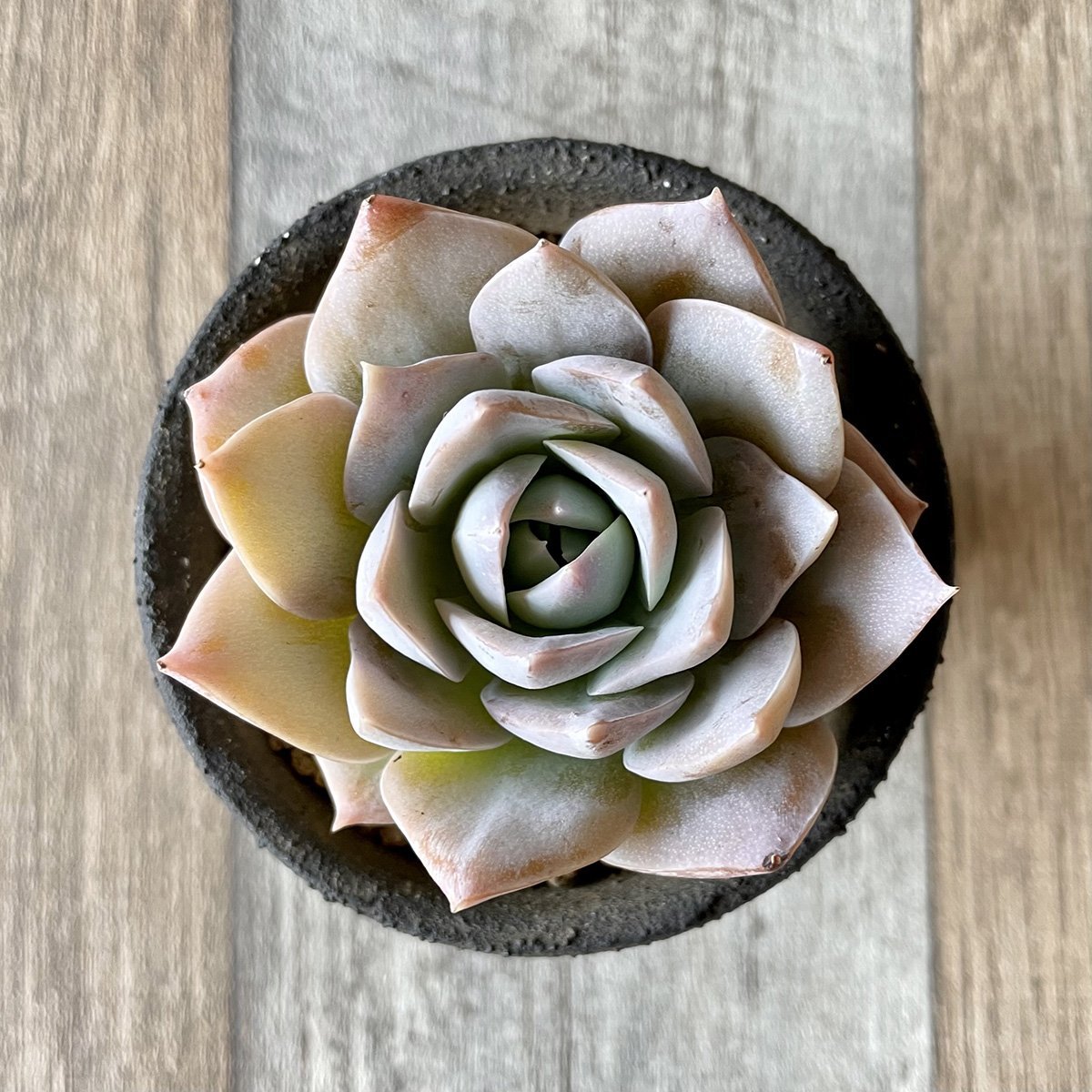 スアベオレンス suaveolens - 多肉植物の通販 tawawa