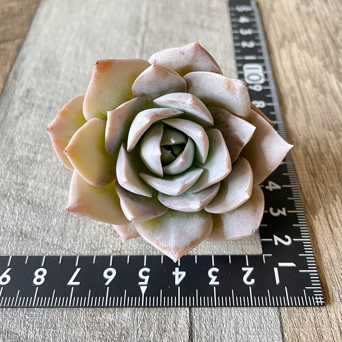 スアベオレンス suaveolens - 多肉植物の通販 tawawa