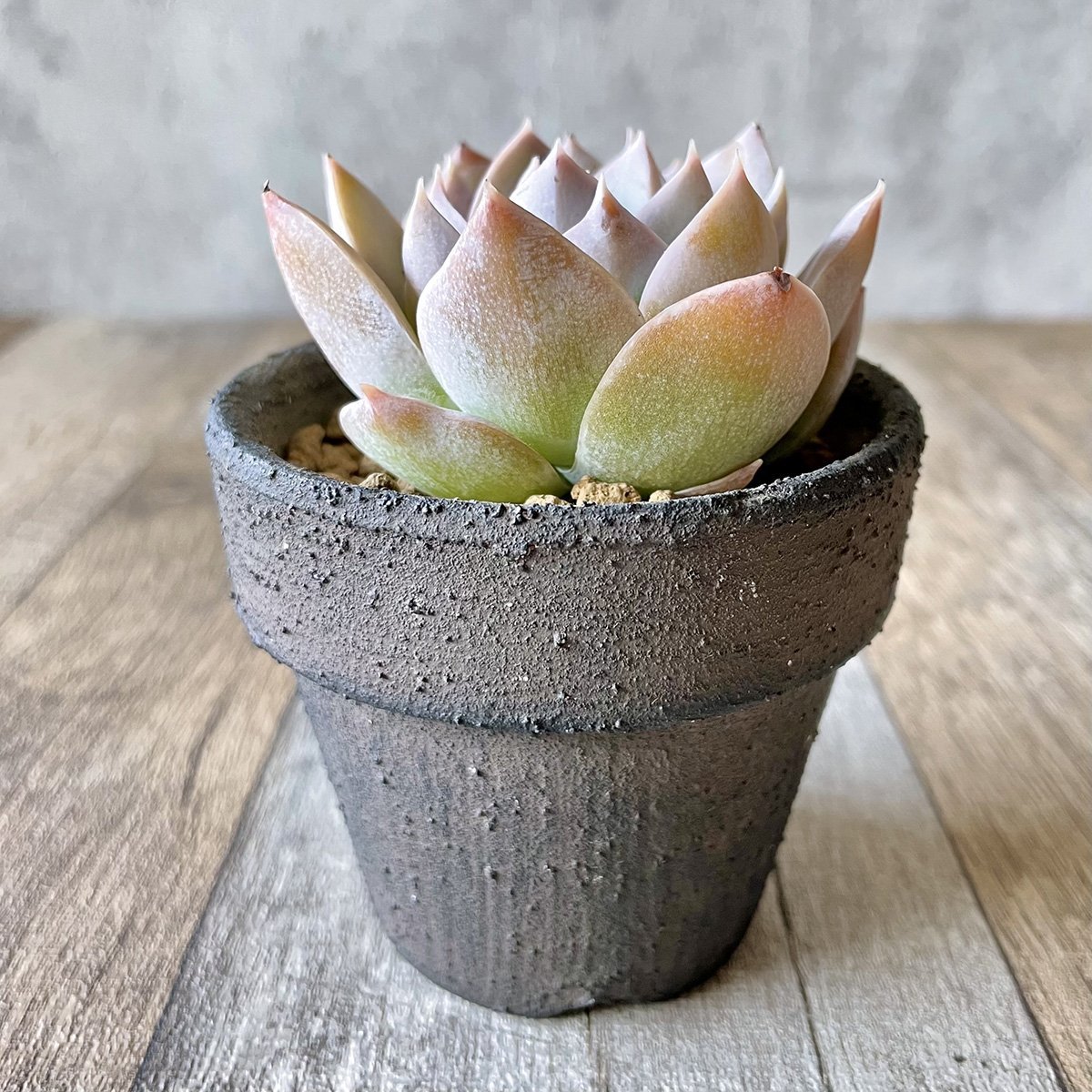 スアベオレンス suaveolens - 多肉植物の通販 tawawa