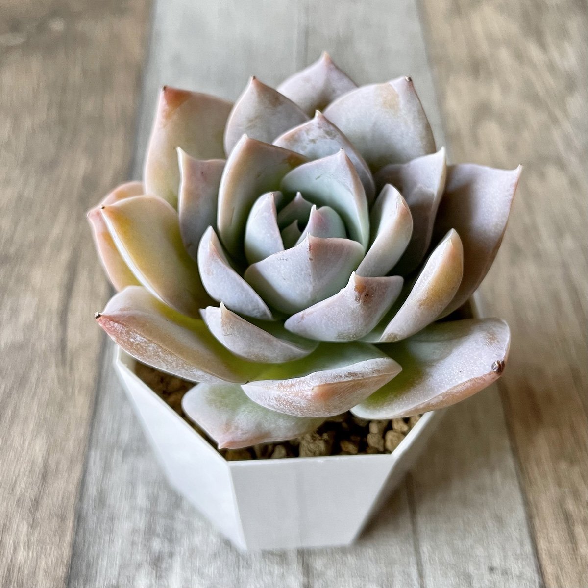 スアベオレンス suaveolens - 多肉植物の通販 tawawa