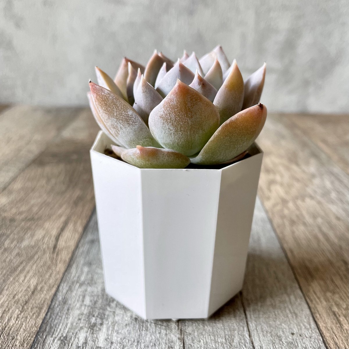 スアベオレンス suaveolens - 多肉植物の通販 tawawa