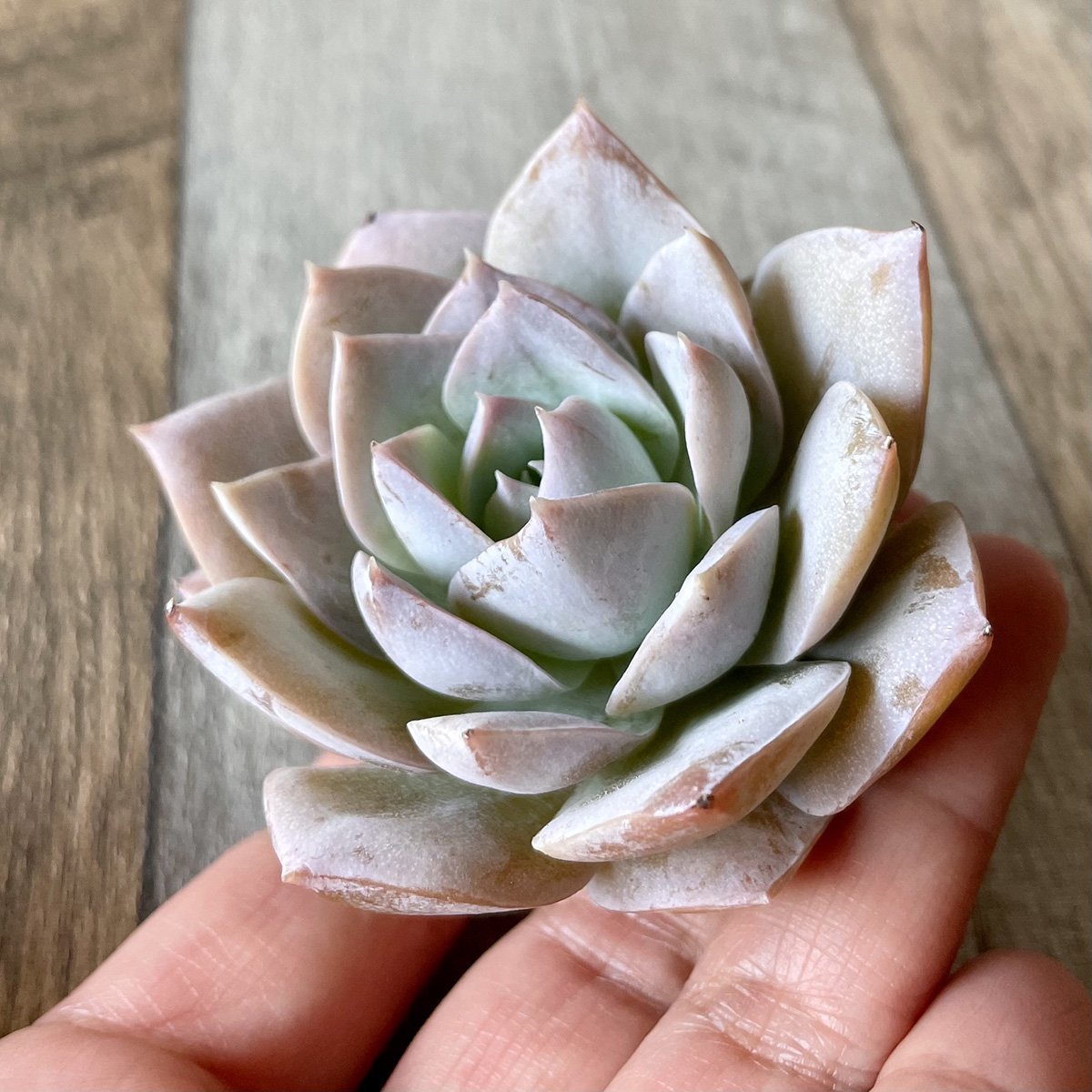 スアベオレンス suaveolens - 多肉植物の通販 tawawa