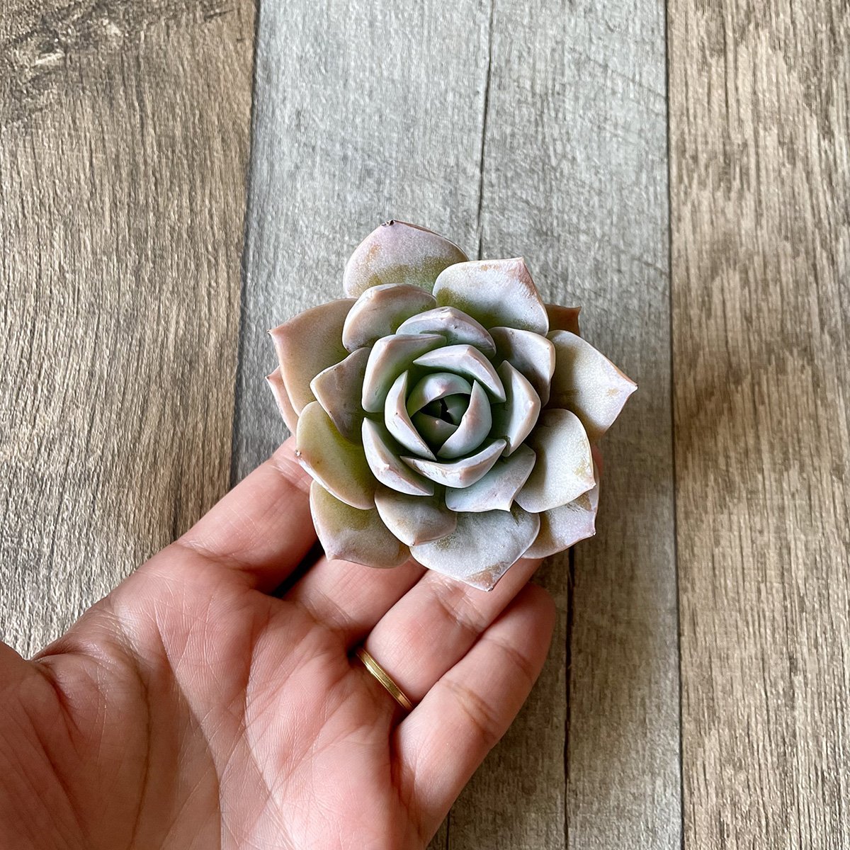 スアベオレンス suaveolens - 多肉植物の通販 tawawa