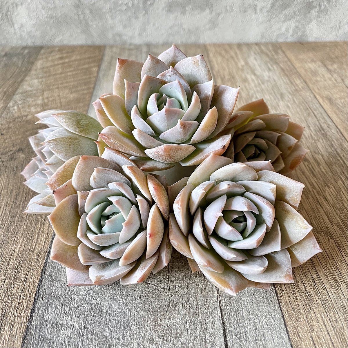 スアベオレンス suaveolens - 多肉植物の通販 tawawa