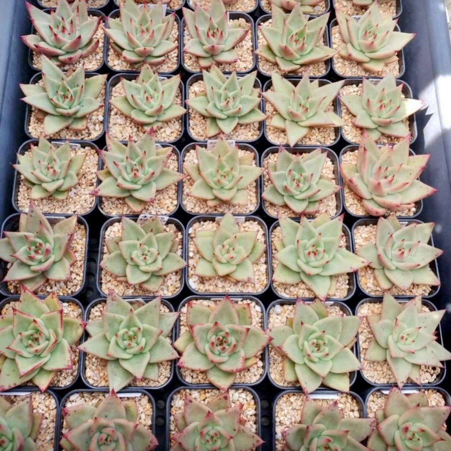 サンセットノート Sunset Notes - 多肉植物の通販 tawawa