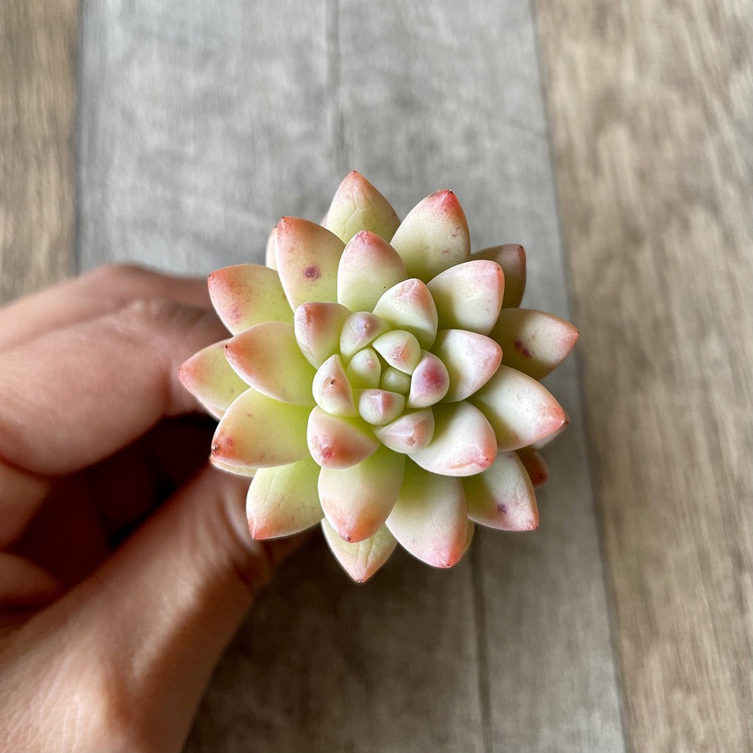 スーパーブロー Super Brow - 多肉植物の通販 tawawa