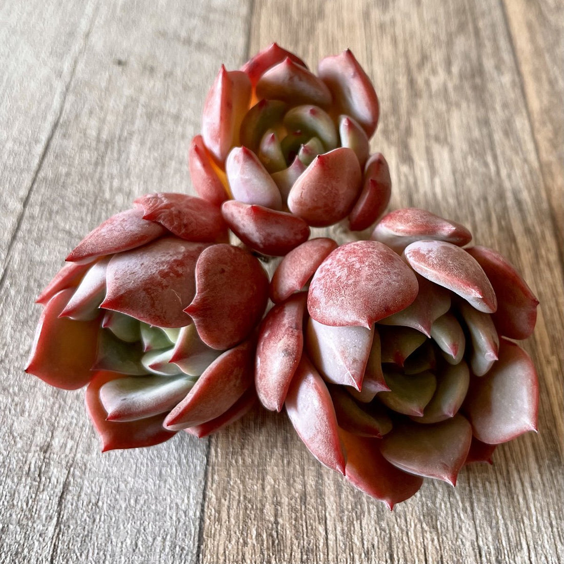 *新入荷* シンフォニー Symphony - 多肉植物の通販・販売サイト tawawa