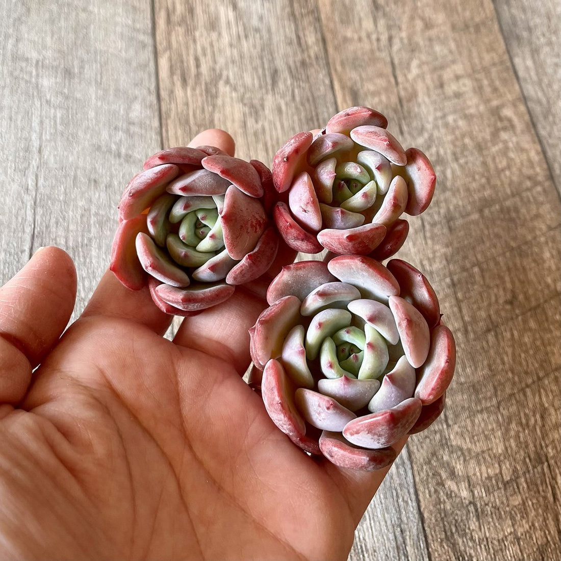 *新入荷* シンフォニー Symphony - 多肉植物の通販・販売サイト tawawa