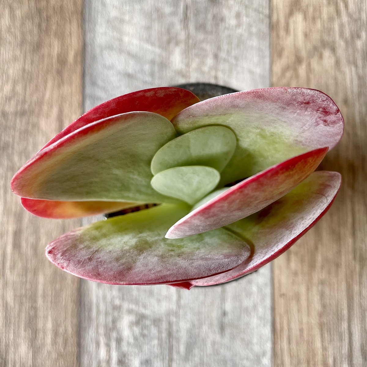 *新入荷* デザートローズ thysifolia - 多肉植物の通販 tawawa
