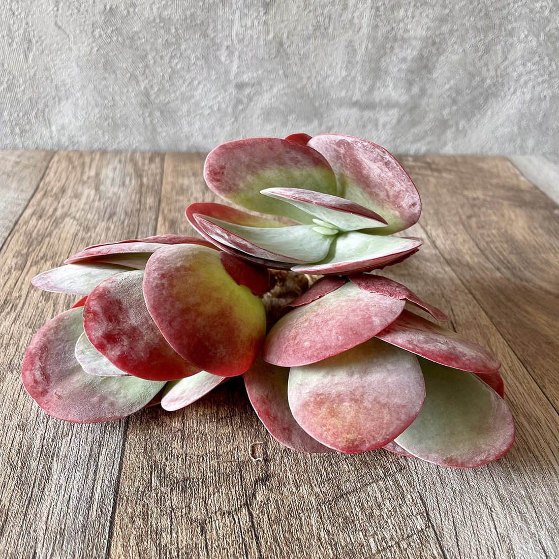 *新入荷* デザートローズ thysifolia - 多肉植物の通販 tawawa