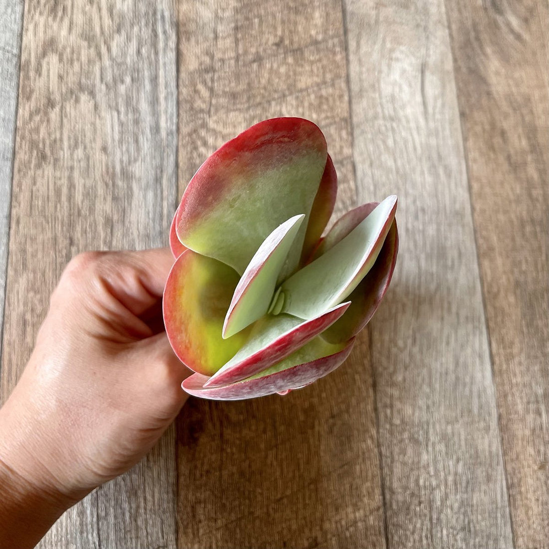 *新入荷* デザートローズ thysifolia - 多肉植物の通販 tawawa