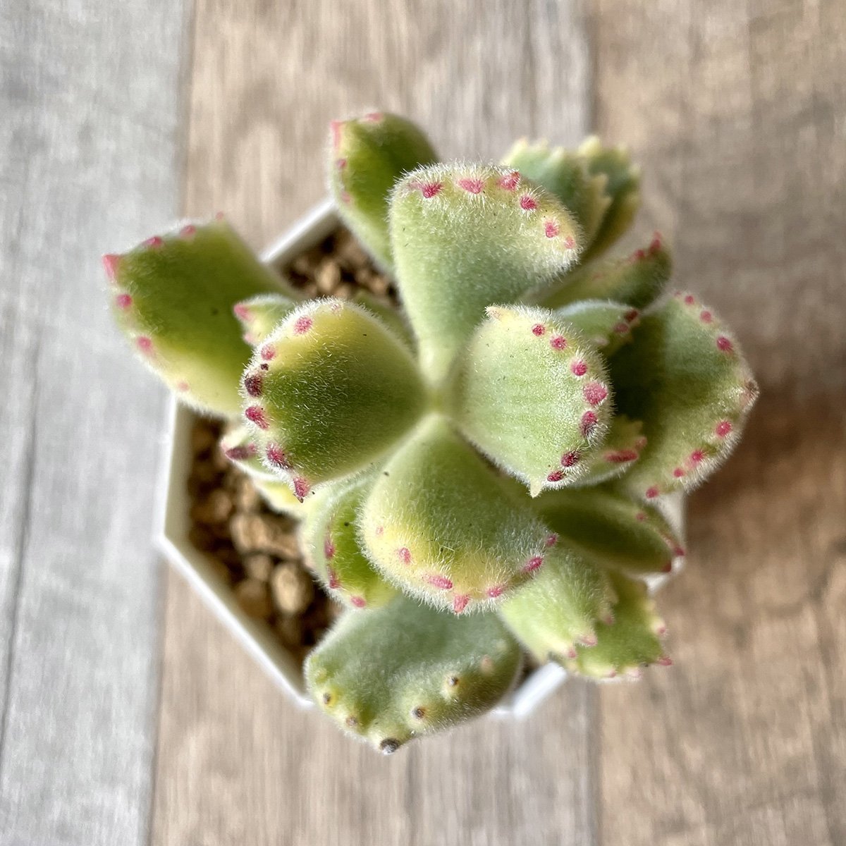 熊童子錦 Tortoise Variegated - 多肉植物の通販 tawawa