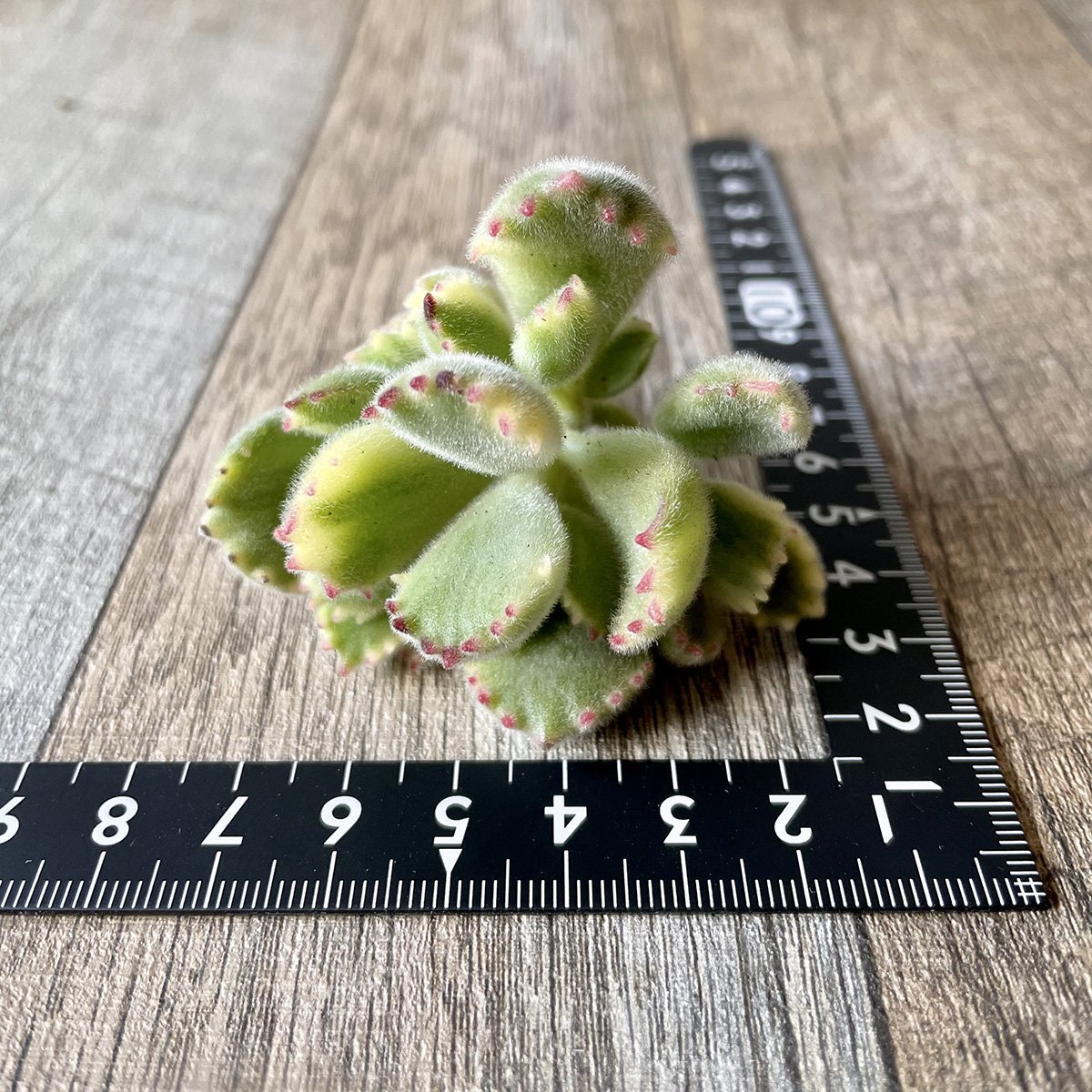 熊童子錦 Tortoise Variegated - 多肉植物の通販 tawawa