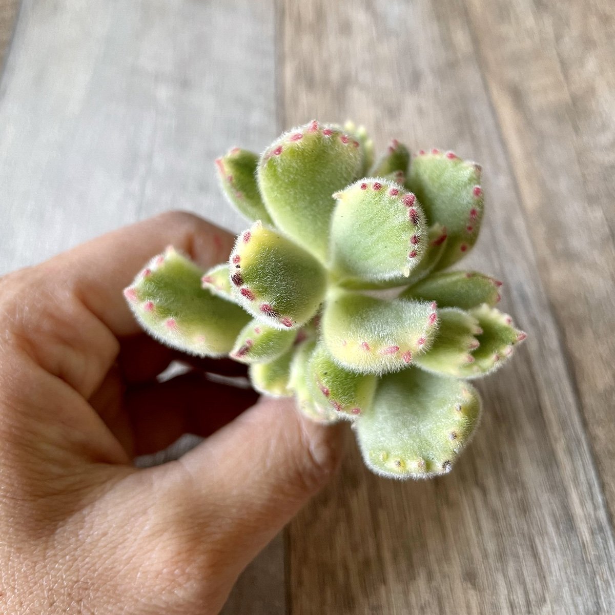熊童子錦 Tortoise Variegated - 多肉植物の通販 tawawa