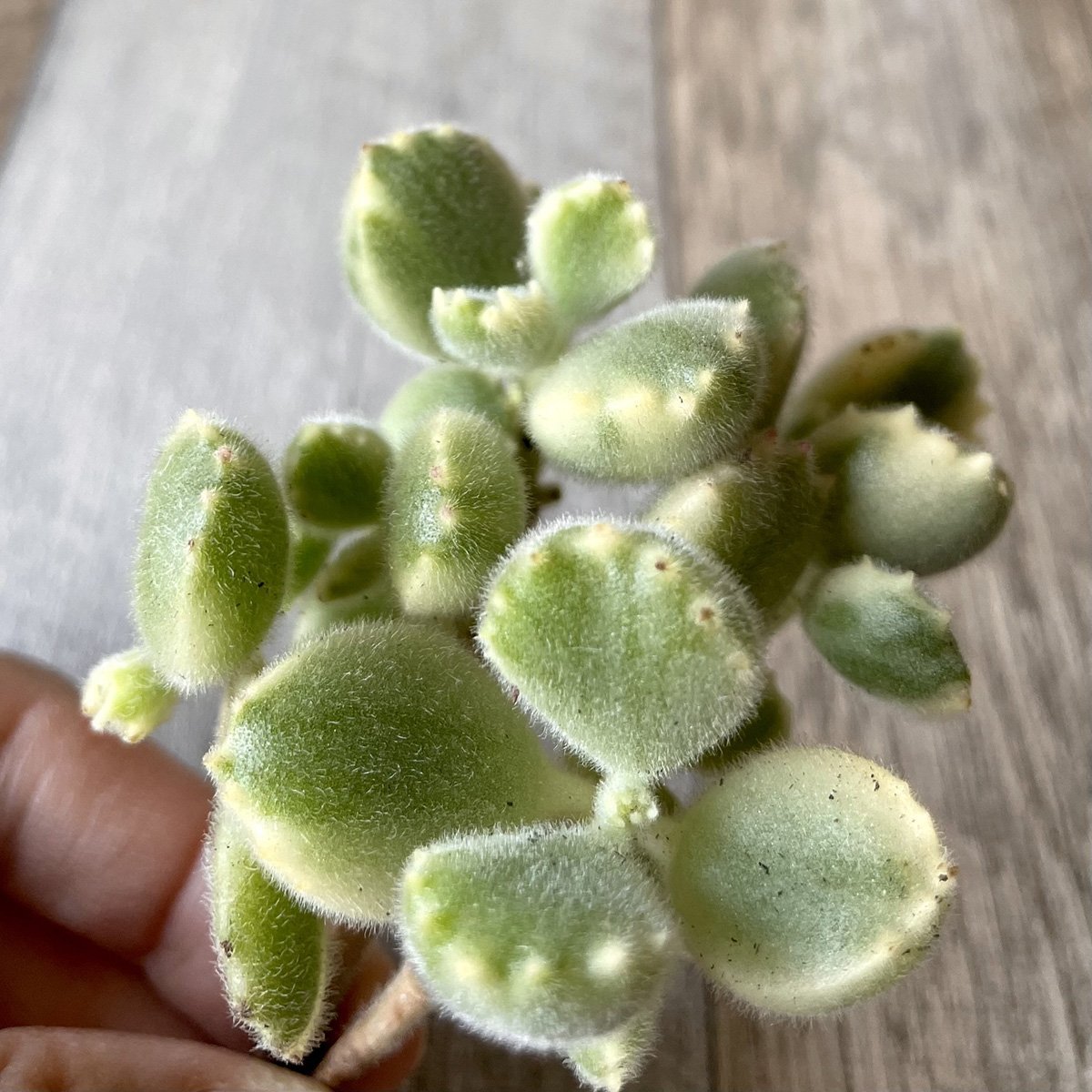 熊童子錦 Tortoise Variegated - 多肉植物の通販 tawawa