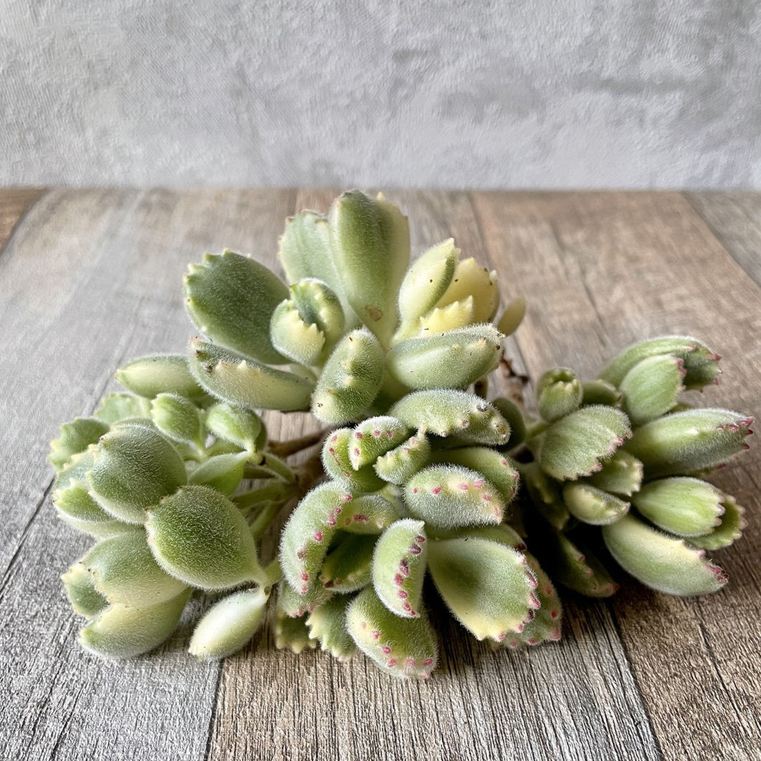 熊童子錦 Tortoise Variegated - 多肉植物の通販 tawawa