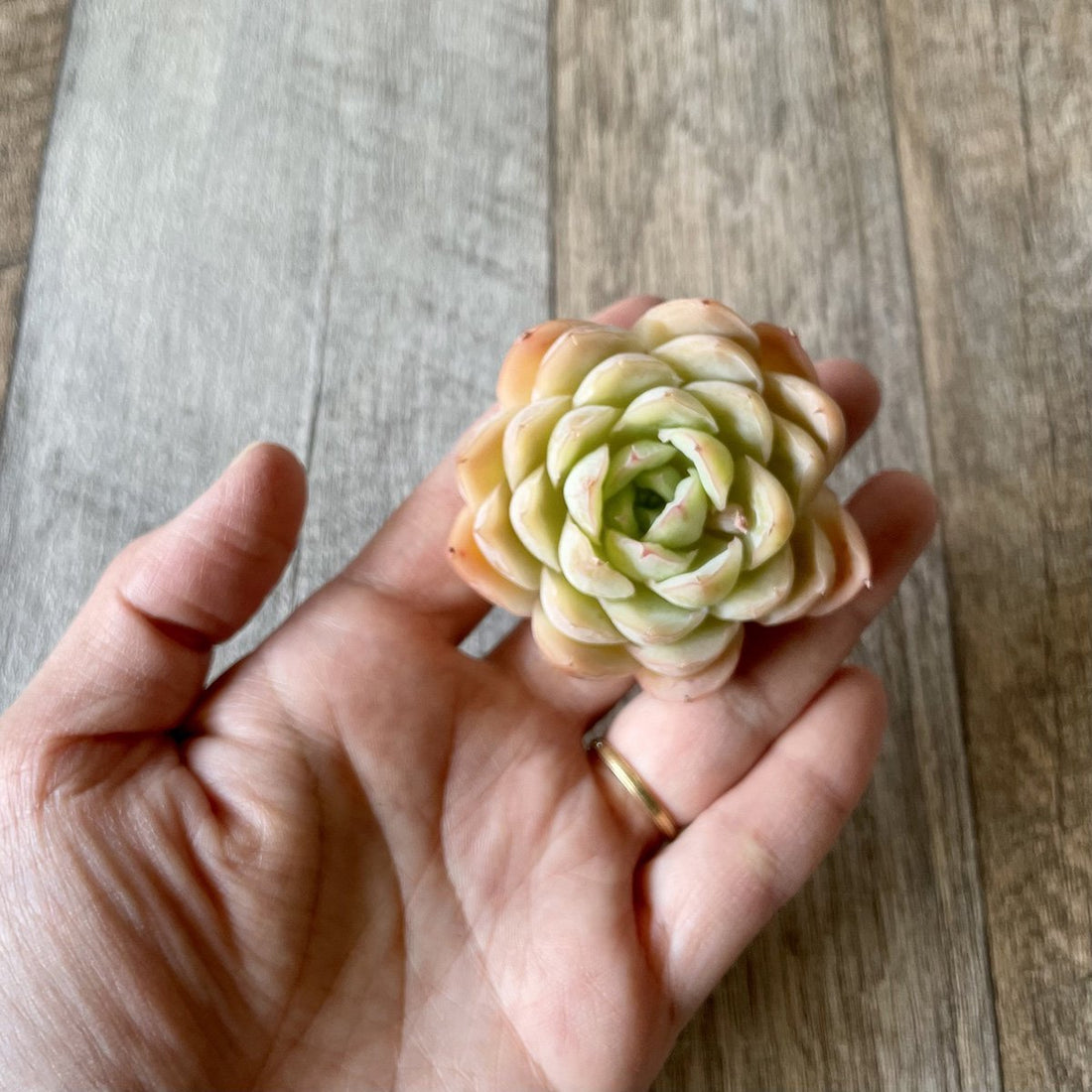 *新入荷* トゥインクルスター① Twinkle Star - 多肉植物の通販・販売サイト tawawa