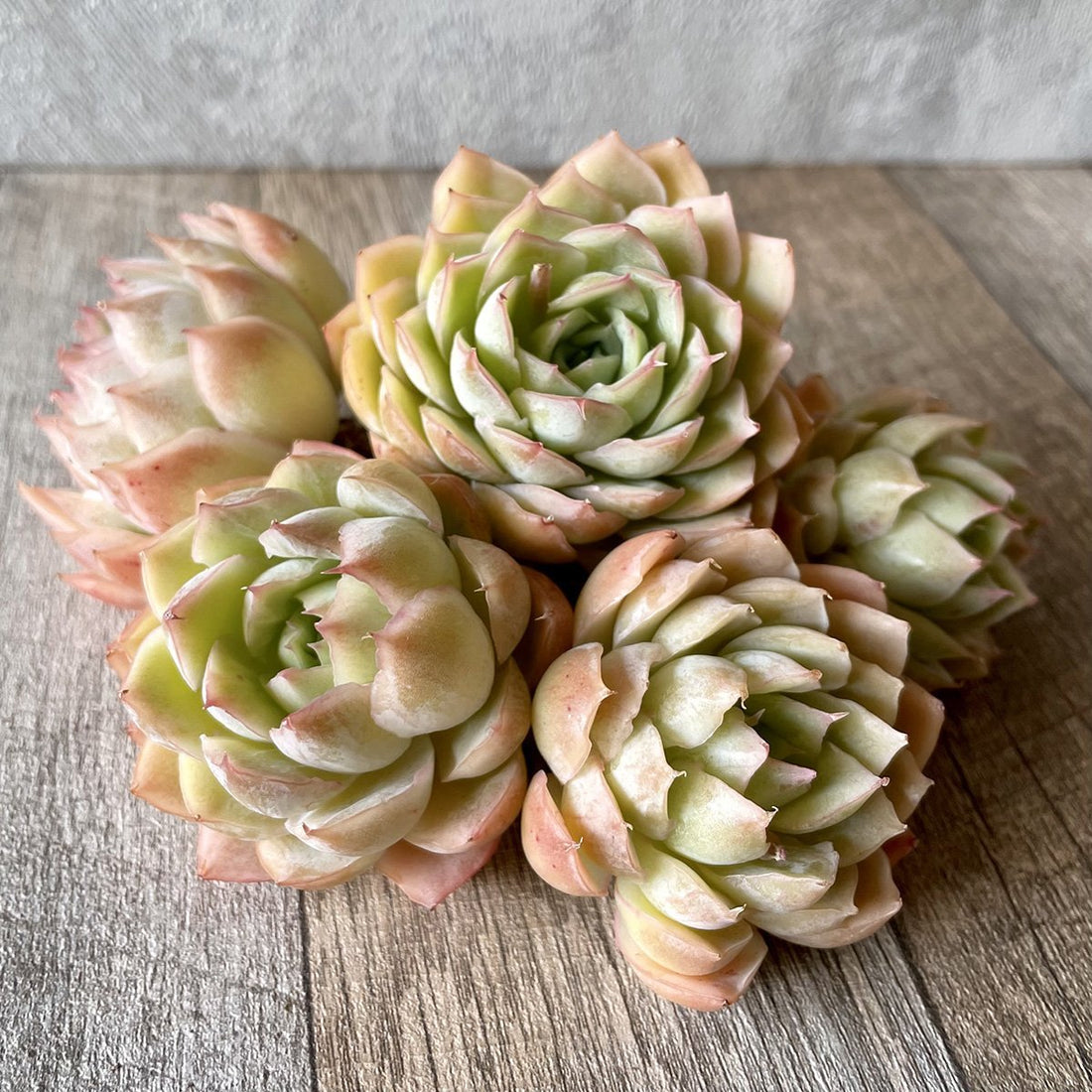 *新入荷* トゥインクルスター① Twinkle Star - 多肉植物の通販・販売サイト tawawa