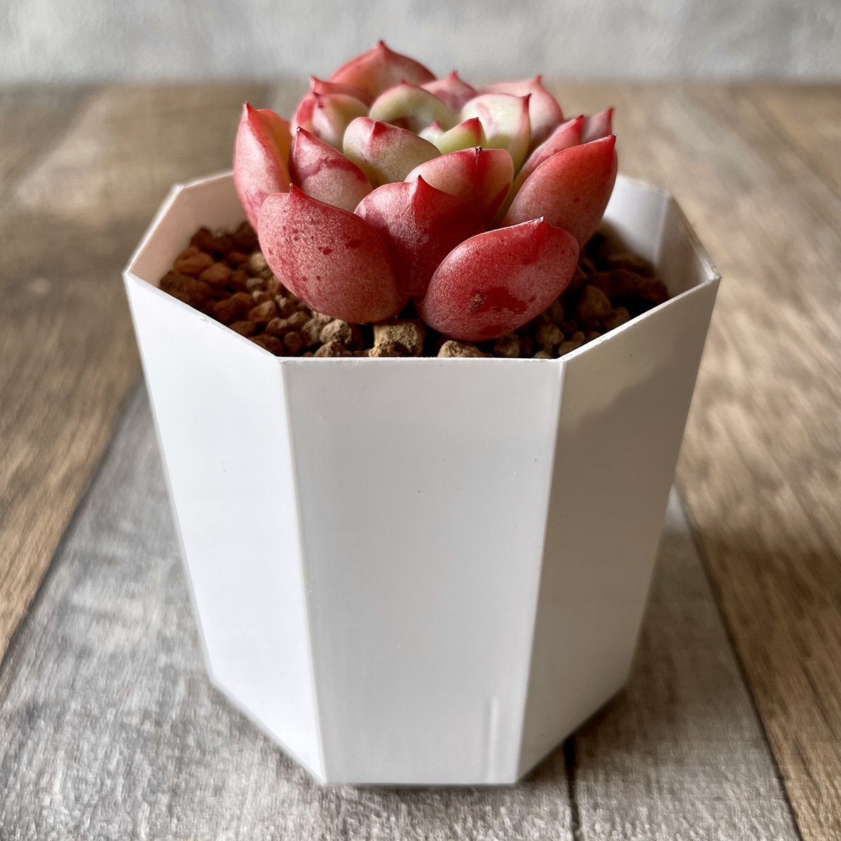 *新入荷* ビクトリー Victory - 多肉植物の通販 tawawa