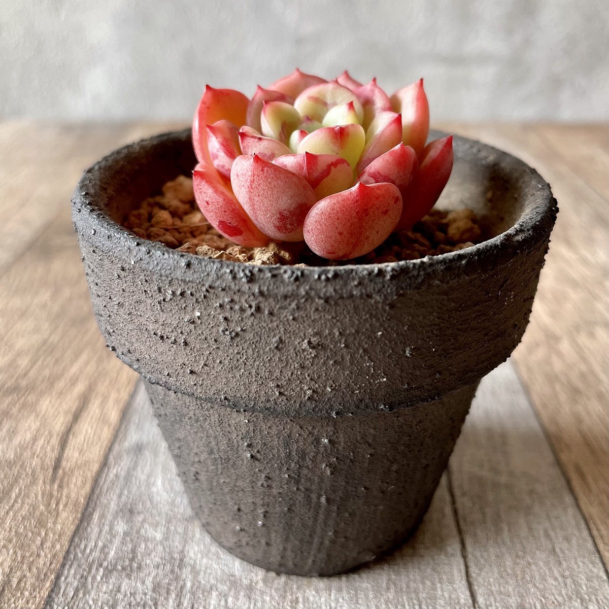 *新入荷* ビクトリー Victory - 多肉植物の通販 tawawa