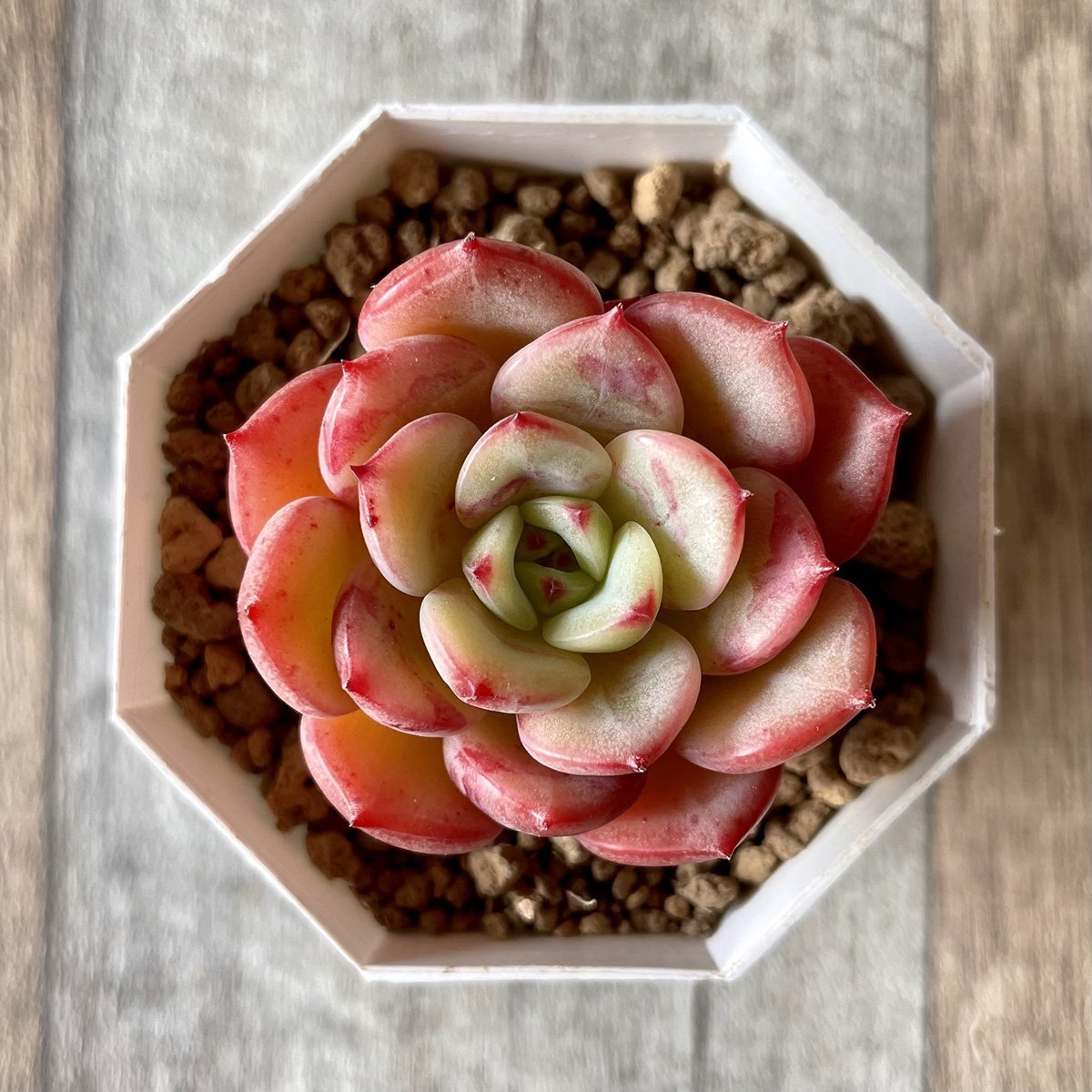 *新入荷* ビクトリー Victory - 多肉植物の通販 tawawa