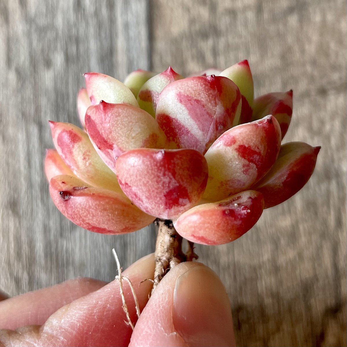 *新入荷* ビクトリー Victory - 多肉植物の通販 tawawa