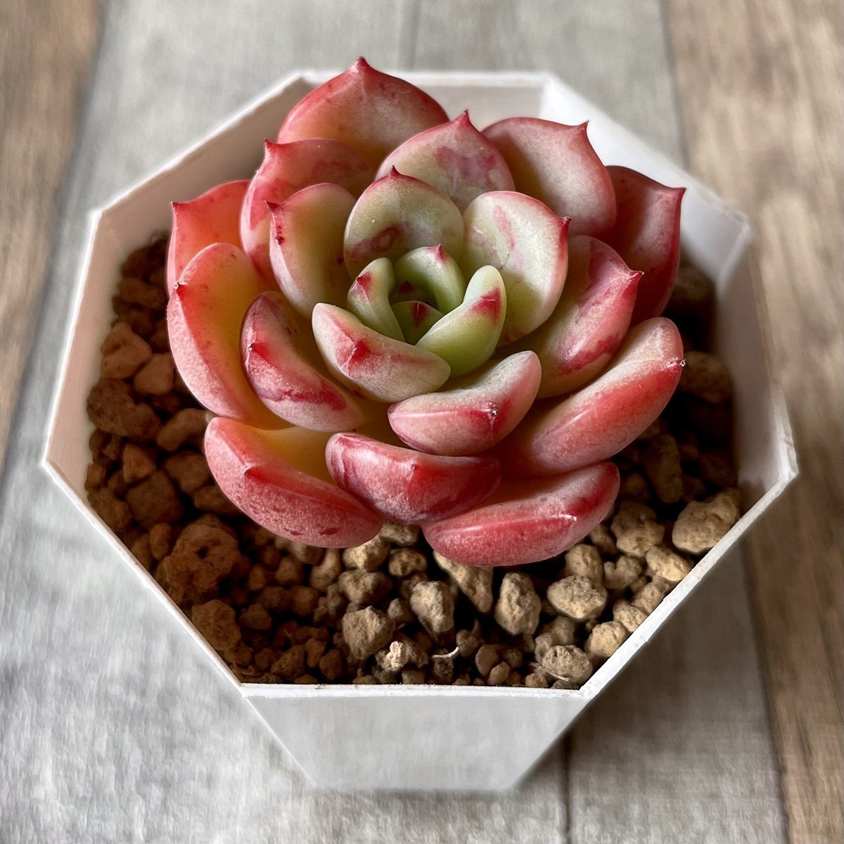 *新入荷* ビクトリー Victory - 多肉植物の通販 tawawa