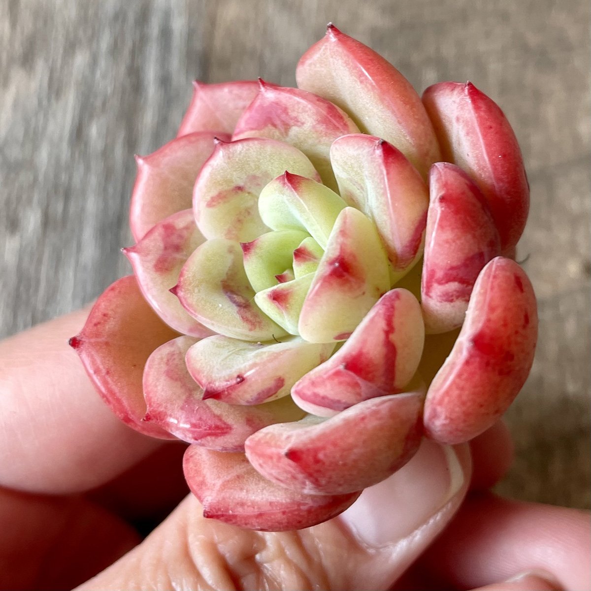 *新入荷* ビクトリー Victory - 多肉植物の通販 tawawa