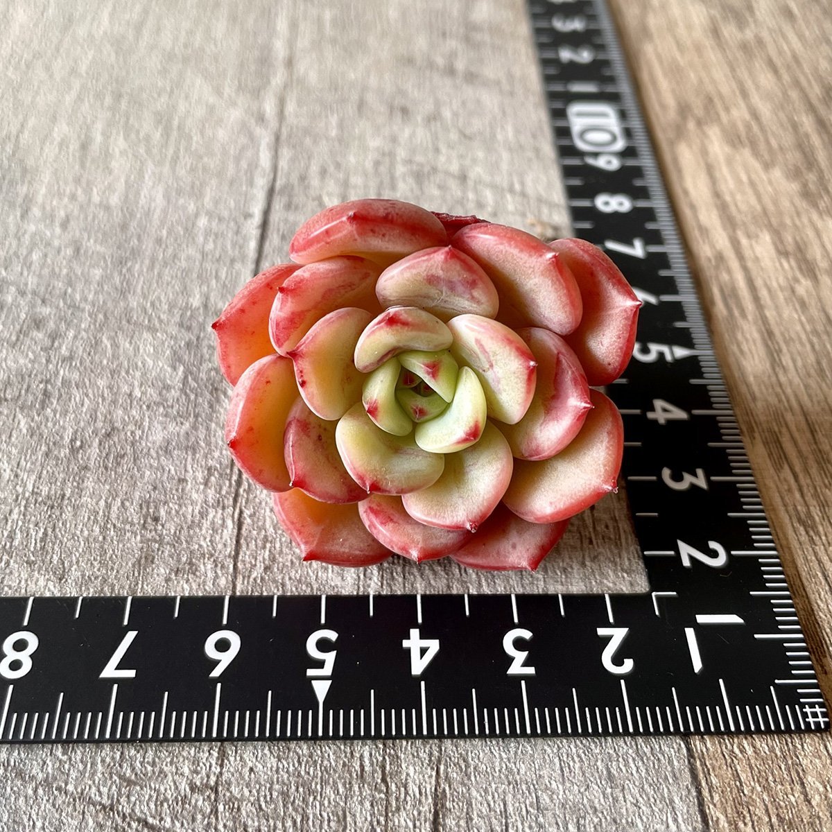 *新入荷* ビクトリー Victory - 多肉植物の通販 tawawa