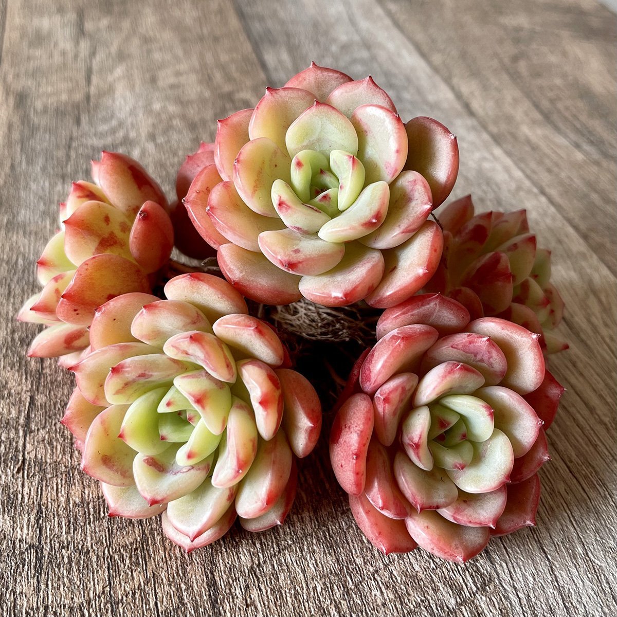 *新入荷* ビクトリー Victory - 多肉植物の通販 tawawa