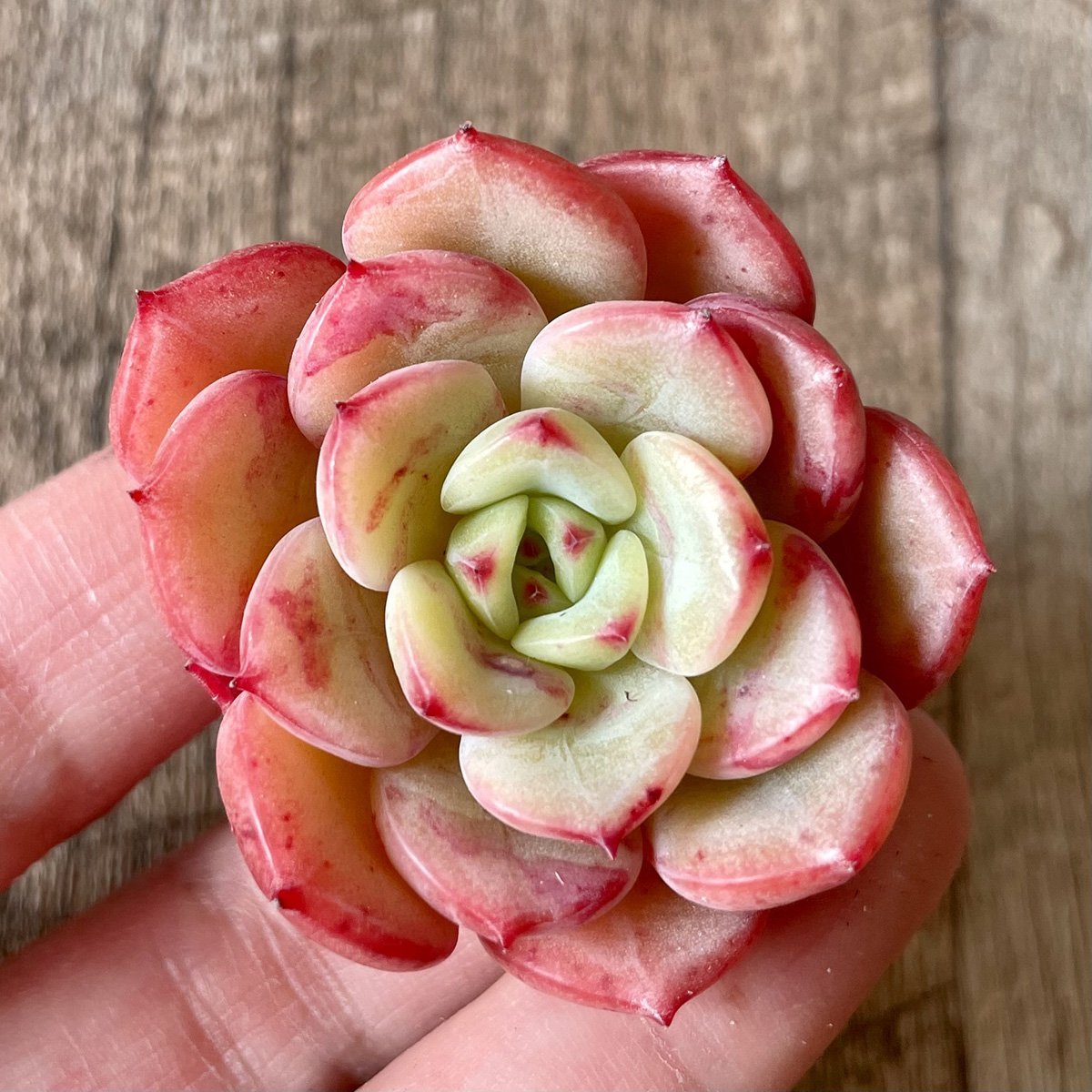 *新入荷* ビクトリー Victory - 多肉植物の通販 tawawa