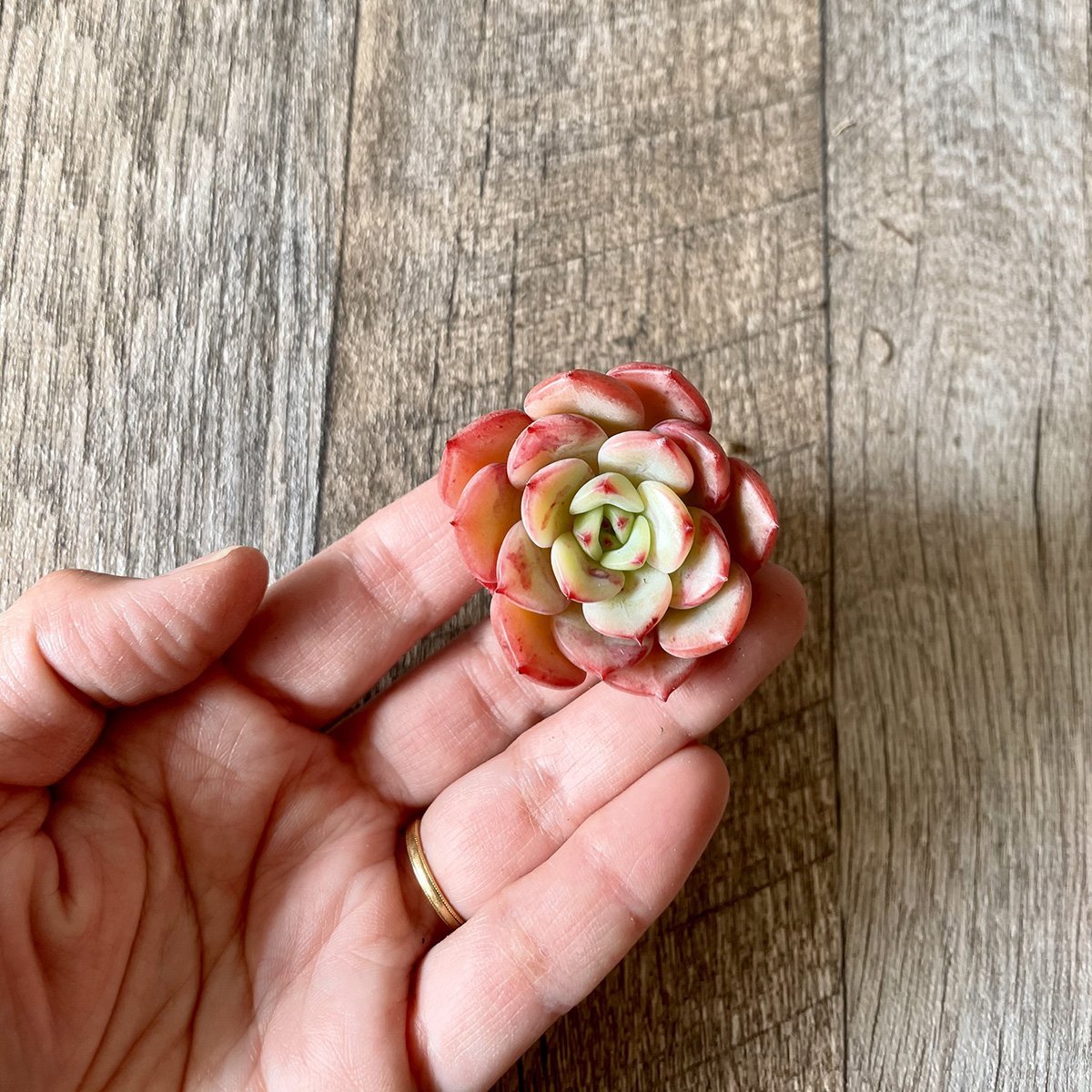 *新入荷* ビクトリー Victory - 多肉植物の通販 tawawa