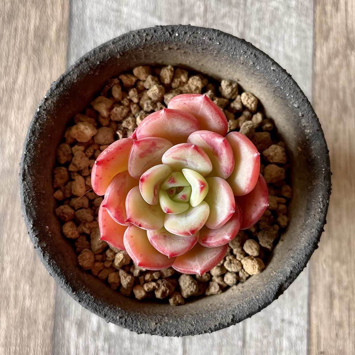 *新入荷* ビクトリー Victory - 多肉植物の通販 tawawa