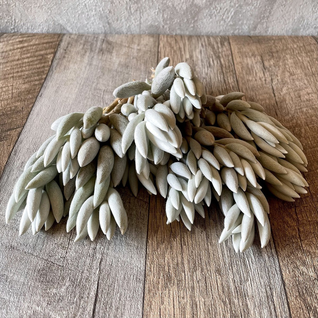 *新入荷* 銀月 Woolly senecio - 多肉植物の通販・販売サイト tawawa